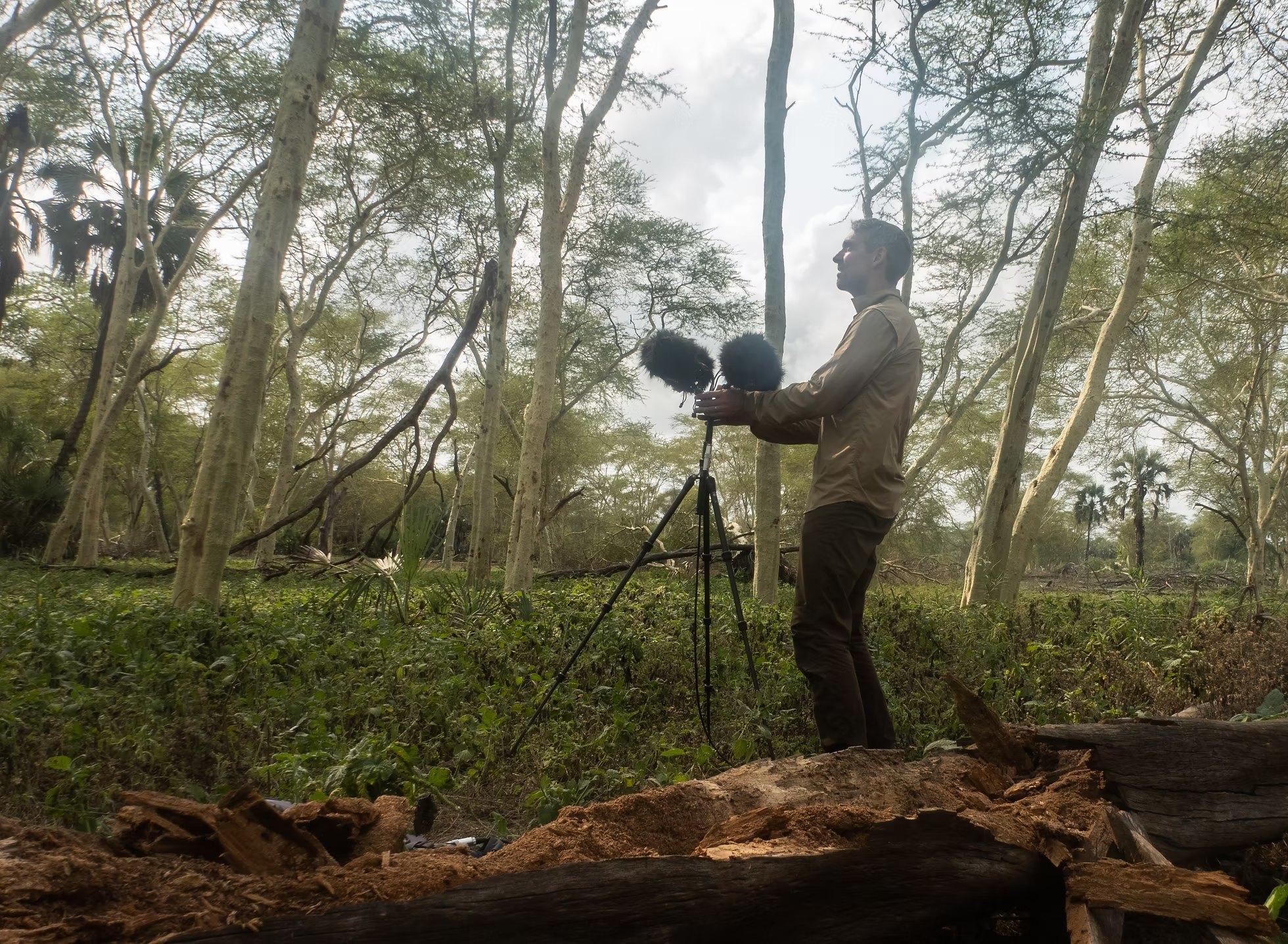 Nicholas recording with a stereo microphone pair on a tripod in a fever tree woodland